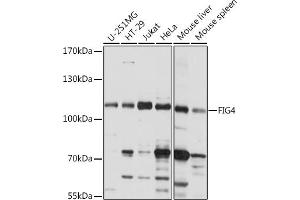 Western blot analysis of extracts of various cell lines, using FIG4 Rabbit pAb (ABIN7267203) at 1:1000 dilution. (FIG4 Antikörper  (AA 608-907))