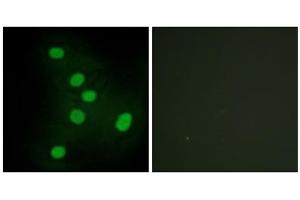 Immunofluorescence analysis of HepG2 cells, using NR2F6 antibody. (NR2F6 Antikörper  (N-Term))