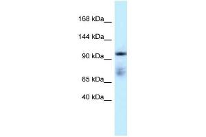 Western Blot showing MICAL1 antibody used at a concentration of 1 ug/ml against Placenta Lysate (MICAL1 Antikörper  (C-Term))
