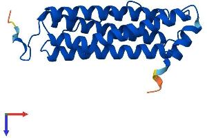 FTH1 Protein (AA 1-182) (His tag)