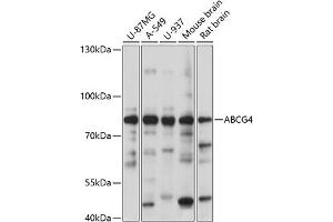 Western blot analysis of extracts of various cell lines, using  antibody (ABIN7265746) at 1:1000 dilution. (ABCG4 Antikörper  (AA 270-370))
