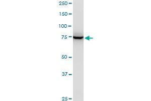 Western Blotting (WB) image for anti-Enhancer of Polycomb Homolog 1 (EPC1) (AA 695-798) antibody (ABIN566440)