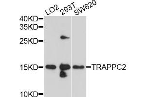 Western blot analysis of extracts of various cell lines, using TRAPPC2 antibody (ABIN5999090) at 1/1000 dilution. (TRAPPC2 Antikörper)