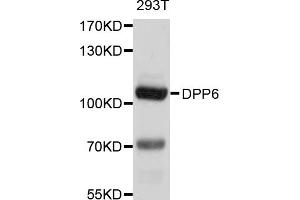 Western blot analysis of extracts of 293T cells, using DPP6 antibody (ABIN5997616) at 1/1000 dilution. (DPP6 Antikörper)