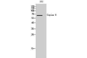 Western Blotting (WB) image for anti-Copine VIII (CPNE8) (N-Term) antibody (ABIN3174517) (CPNE8 Antikörper  (N-Term))