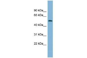 C2ORF29 antibody used at 1 ug/ml to detect target protein.