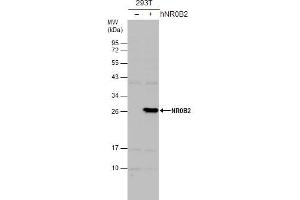 Western Blotting (WB) image for anti-Nuclear Receptor Subfamily 0, Group B, Member 2 (NR0B2) antibody (ABIN2856933)