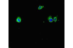 Immunofluorescent analysis of Hela cells using ABIN7177441 at dilution of 1:100 and Alexa Fluor 488-congugated AffiniPure Goat Anti-Rabbit IgG(H+L) (Mup6 Antikörper  (AA 19-180))