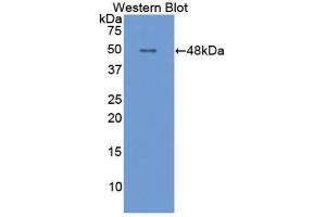 Western Blotting (WB) image for anti-Apolipoprotein E (APOE) (AA 14-167) antibody (ABIN1077825) (APOE Antikörper  (AA 14-167))