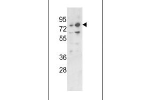 Western blot analysis of PLZF Antibody (C-term) (ABIN390611 and ABIN2840923) in 293, K562 cell line lysates (35 μg/lane).
