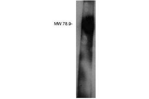 Image no. 1 for anti-Lipid Phosphate Phosphatase-Related Protein Type 3 (LPPR3) antibody (ABIN4620343)