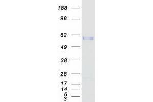 Western Blotting (WB) image for EGF like repeats and discoidin domains 3 (DEL1) protein (Myc-DYKDDDDK Tag) (ABIN2719373)