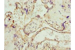 Immunohistochemistry of paraffin-embedded human placenta tissue using ABIN7174587 at dilution of 1:100 (UBXN1 Antikörper  (AA 1-280))