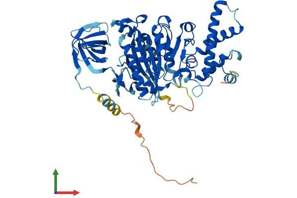 ATP6V1B2 Protein (AA 1-511) (His tag)