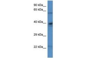 Image no. 1 for anti-Aldehyde Dehydrogenase 4 Family, Member A1 (ALDH4A1) (N-Term) antibody (ABIN6746262) (ALDH4A1 Antikörper  (N-Term))