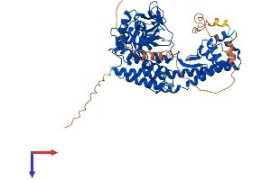 SETD3 Protein (AA 1-594) (His tag)
