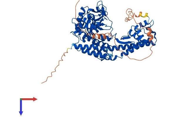 SETD3 Protein (AA 1-594) (His tag)