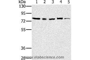 Western blot analysis of 293T, Raw264. (TAB3 Antikörper)