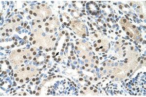 Human kidney; AKAP8L antibody - C-terminal region in Human kidney cells using Immunohistochemistry (AKAP8L Antikörper  (C-Term))