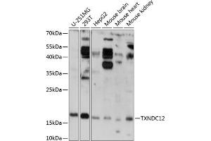Western blot analysis of extracts of various cell lines, using TXNDC12 antibody (ABIN7270800) at 1:3000 dilution.