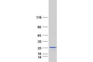 Validation with Western Blot (C3orf34 Protein (Myc-DYKDDDDK Tag))