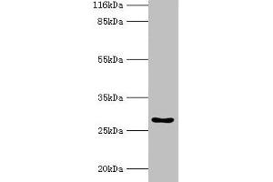 Western blot All lanes: HOXA6 antibody at 2 μg/mL + Mouse heart tissue Secondary Goat polyclonal to rabbit IgG at 1/10000 dilution Predicted band size: 27 kDa Observed band size: 27 kDa (HOXA6 Antikörper  (AA 1-233))