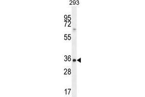 TFAP4 Antibody (Center) western blot analysis in 293 cell line lysates (35 µg/lane). (TFAP4 Antikörper  (Middle Region))