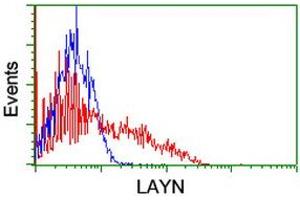 HEK293T cells transfected with either RC206197 overexpress plasmid (Red) or empty vector control plasmid (Blue) were immunostained by anti-LAYN antibody (ABIN2455651), and then analyzed by flow cytometry. (Layilin Antikörper)