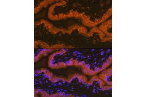 Immunofluorescence analysis of rat prostate using PSMA/FOLH1 Rabbit mAb (ABIN7267222) at dilution of 1:100 (40x lens). (PSMA Antikörper)
