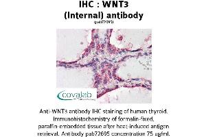 Image no. 3 for anti-Wingless-Type MMTV Integration Site Family, Member 3 (WNT3) (Internal Region) antibody (ABIN1740828) (WNT3 Antikörper  (Internal Region))