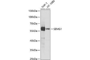 Western blot analysis of extracts of various cell lines, using SEMG1 antibody (ABIN6128755, ABIN6147527, ABIN6147528 and ABIN6221154) at 1:1000 dilution. (SEMG1 Antikörper  (AA 24-310))