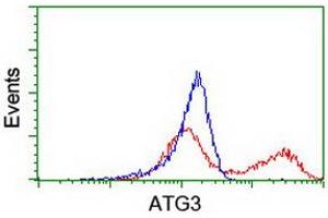 Flow Cytometry (FACS) image for anti-ATG3 Autophagy Related 3 (ATG3) antibody (ABIN1496763) (ATG3 Antikörper)
