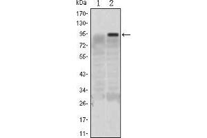 Western blot analysis using KLF4 mAb against HEK293 (1) and KLF4(AA: 2-180)-hIgGFc transfected HEK293 (2) cell lysate. (KLF4 Antikörper)
