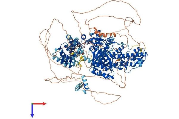 KDM6A Protein (AA 1-1401) (His tag)