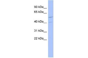 WB Suggested Anti-ZNF232 Antibody Titration:  0. (ZNF232 Antikörper  (N-Term))