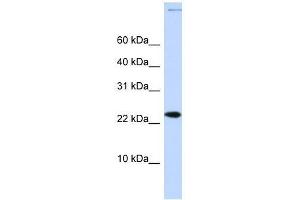 CHRAC1 antibody used at 0. (CHRAC1 Antikörper  (Middle Region))