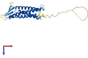 Claudin 15 Protein (CLDN15) (AA 1-227) (His tag)