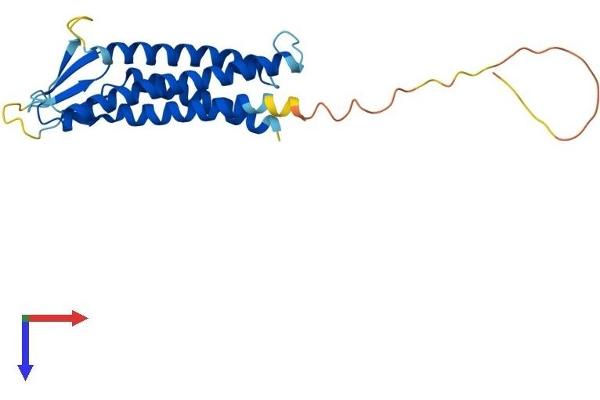 Claudin 15 Protein (CLDN15) (AA 1-227) (His tag)