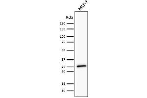 Western Blot Analysis of human MCF-7 cell lysate using Bcl-2 Monoclonal Antibody (BCL2/782 + BCL2/796). (Bcl-2 Antikörper)