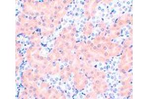 Immunohistochemistry of BCL2A1 in mouse kidney tissue with BCL2A1 polyclonal antibody  at 2 ug/mL . (BCL2A1 Antikörper  (N-Term))