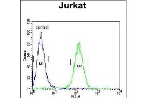 AXIN2 Antibody (C-term) (ABIN651608 and ABIN2840323) flow cytometric analysis of Jurkat cells (right histogram) compared to a negative control cell (left histogram).
