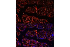 Immunofluorescence analysis of human placenta using LGR4 Polyclonal Antibody (ABIN6132102, ABIN6143174, ABIN6143176 and ABIN6216377) at dilution of 1:100 (40x lens). (LGR4 Antikörper  (AA 320-540))