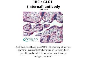 Image no. 2 for anti-Golgi Glycoprotein 1 (GLG1) (Internal Region) antibody (ABIN1734713) (GLG1 Antikörper  (Internal Region))