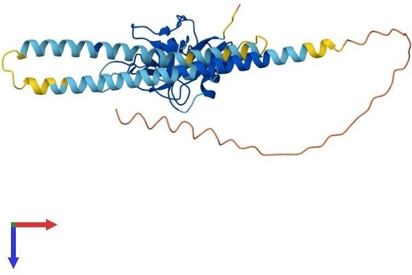 Asialoglycoprotein Receptor 2 Protein (ASGR2) (AA 1-301) (His tag)