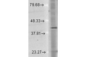 Western Blot analysis of Human Cell lysates showing detection of Rhodopsin protein using Mouse Anti-Rhodopsin Monoclonal Antibody, Clone 1D4 . (Rhodopsin Antikörper  (Atto 594))