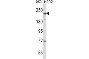 Western Blotting (WB) image for anti-CD163 Molecule-Like 1 (CD163L1) antibody (ABIN2997654) (CD163L1 Antikörper)