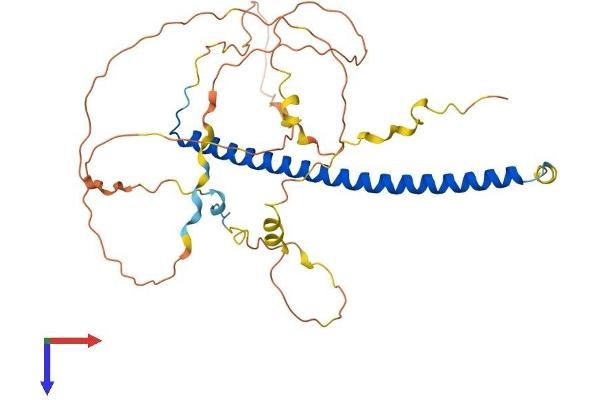 CEBPB Protein (AA 1-345) (His tag)