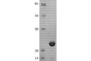 Western Blotting (WB) image for Small Ubiquitin Related Modifier 3 (SUMO3) (Active) protein (His tag) (ABIN2732984)