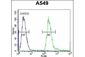 BPN1L Antibody (Center) (ABIN655857 and ABIN2845264) flow cytometric analysis of A549 cells (right histogram) comred to a negative control cell (left histogram). (PABPN1L Antikörper  (AA 166-194))