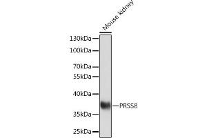 Western blot analysis of extracts of Mouse kidney, using PRSS8 Rabbit pAb (ABIN7269583) at 1:1000 dilution.